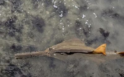 Rare Sighting: a Smalltooth Sawfish Swims Along Caloosahatchee Shoreline in Alva