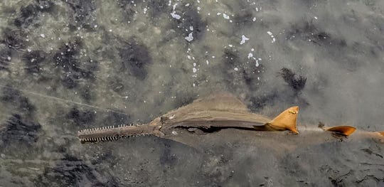 Rare Sighting: a Smalltooth Sawfish Swims Along Caloosahatchee Shoreline in Alva