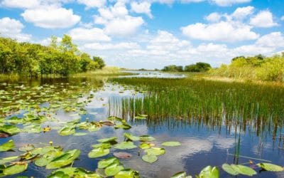 States, Groups Challenge Feds over Reducing Wetlands Protection