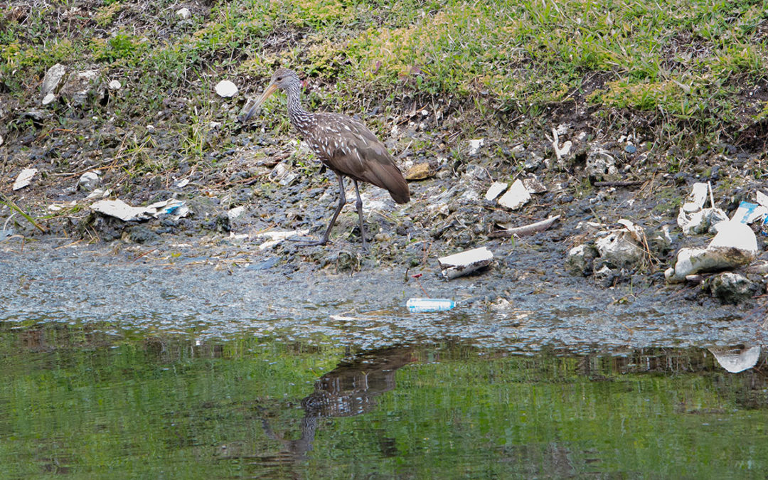Limpkin in Canal_NEWS-PRESS