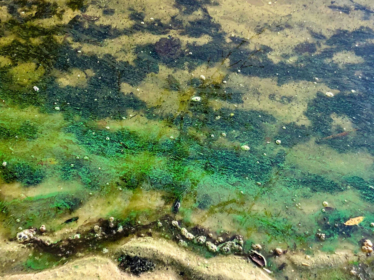 Blue Green Algae Task Force To Meet After Months Long Hiatus Calusa   Blue Green Algae NEWS PRESS 