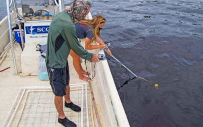 Scientists Mapping Tape Grass in Caloosahatchee in Hopes of Helping Species Recover