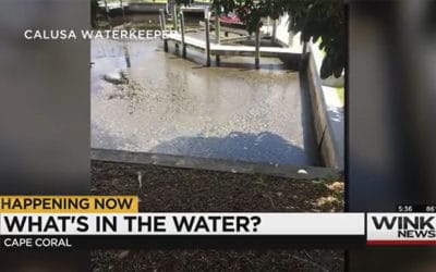 Blue-Green Algae Found in Cape Coral Canal