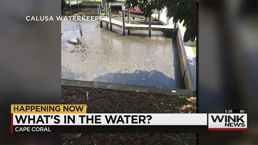 Blue-Green Algae Found in Cape Coral Canal