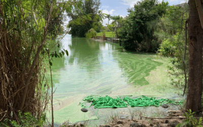 Health Department Alerts Residents About Cyanobacteria in Cape Coral Canals