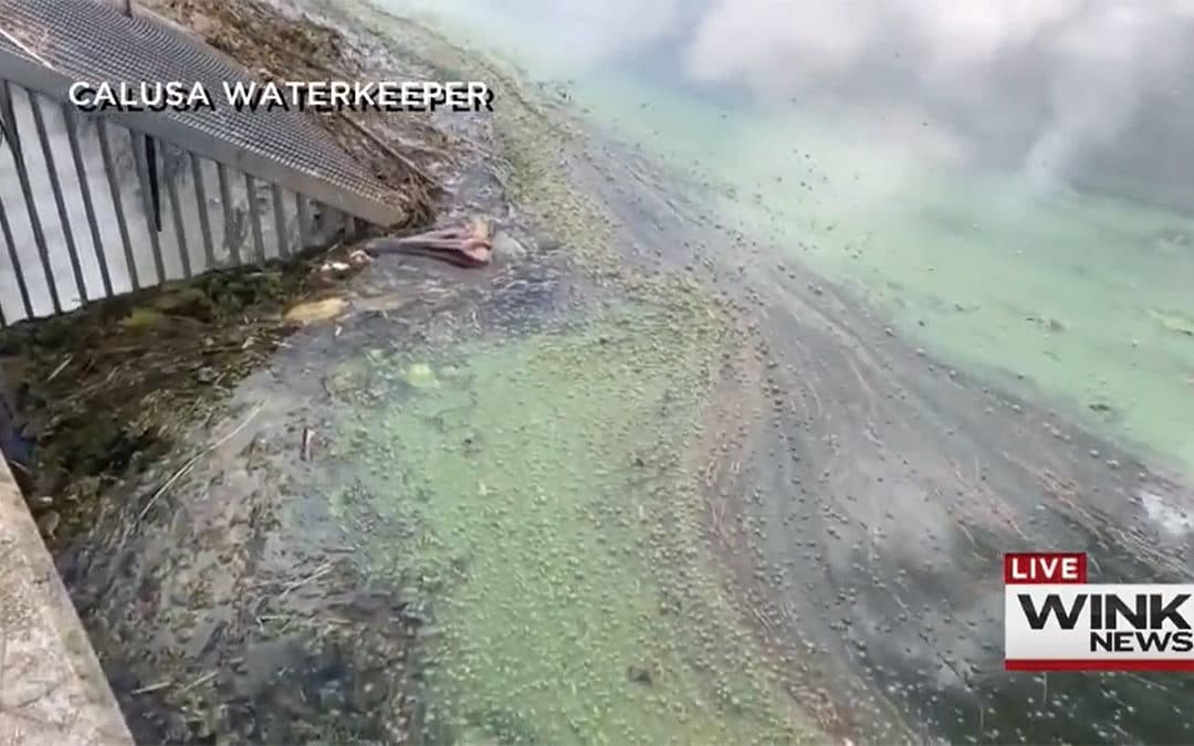 Expert Sends Cape Coral Water Sample to be Tested for Blue-Green Algae