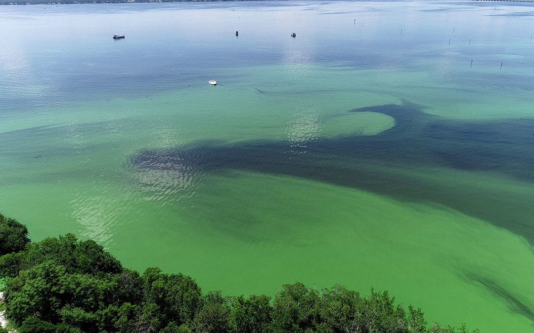 Caloosahatchee River Algae Bloom_PC-David Anthony