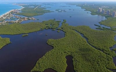 Calusa Waterkeeper To Host “Saving Estero Bay” Online Benefit