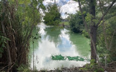 Florida Department of Health Begins Issuing Health Advisories About Blue-Green Algae Blooms