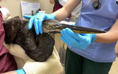 Oil Soaked Bird Rescued on Fort Myers Beach by Calusa Waterkeeper Ranger