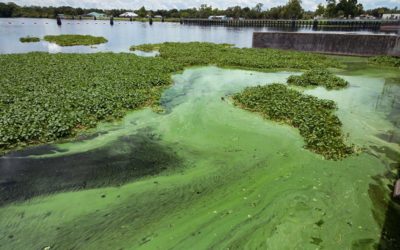 Florida Law does Little to Clean up Waterways