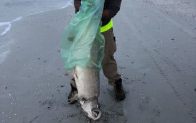 As Red Tide Spreads Along Florida’s Gulf Coast, Army Corps Begins Reducing Polluted Discharges From Lake O