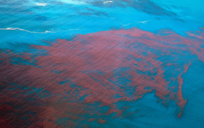 Red Tide Continues to Irritate Southwest Florida Beaches