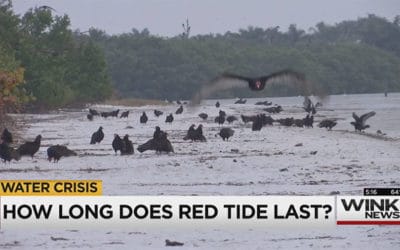 Red Tide Still Plaguing Southwest Florida Shores