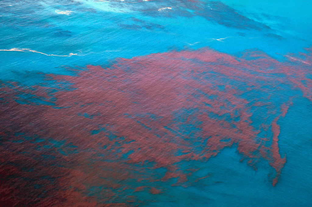 red tide florida