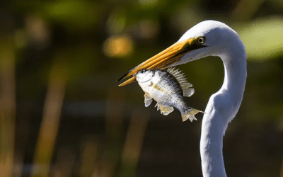 Fort Myers Forced to Take Responsibility for its Chronic Pollution of Area Waters