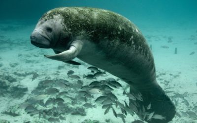 Study Finds Glyphosate in More Than Half of All Sampled Florida Manatees