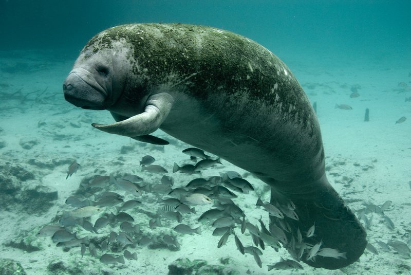 Study Finds Glyphosate in More Than Half of All Sampled Florida Manatees
