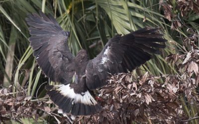 Balancing Act: Lake O Releases Slowed to Help Protected Species During Nesting Season