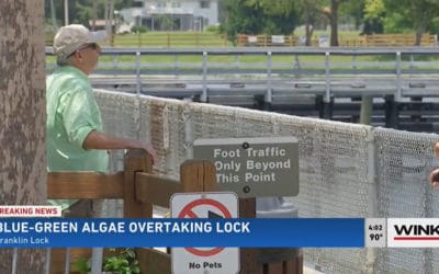 Blue-Green Algae Concerns Mount on Caloosahatchee Amid Rainy Season