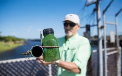 Algae Showing Back up at Franklin Locks and in Parts of the Caloosahatchee River