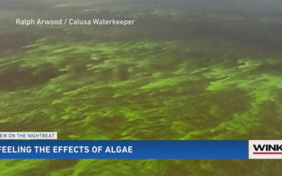 DOH Health Alert: Blue-Green Algae Toxins Found in Caloosahatchee at Franklin Lock