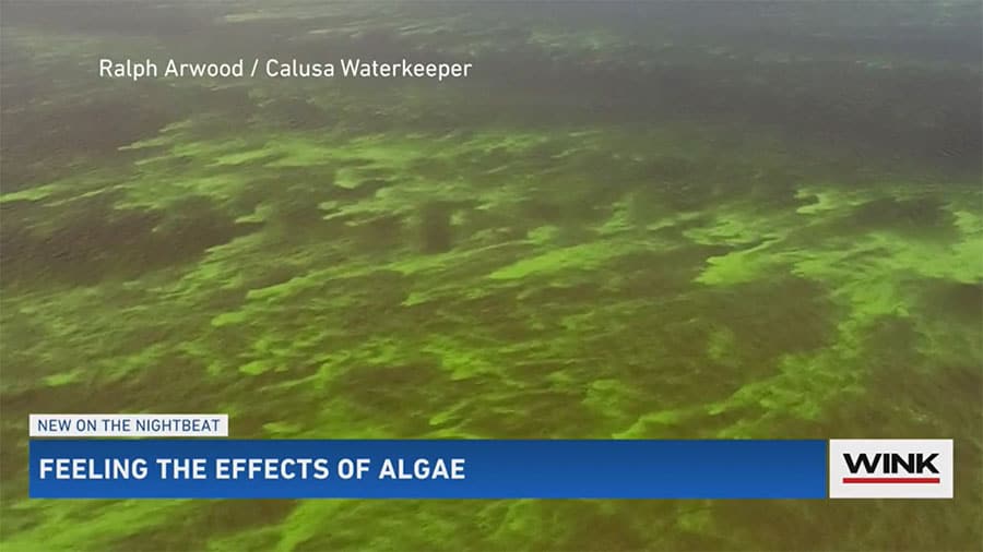 DOH Health Alert: Blue-Green Algae Toxins Found in Caloosahatchee at Franklin Lock