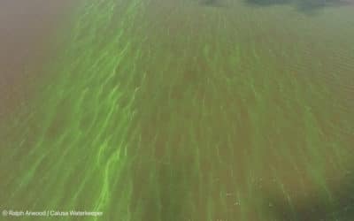 Red Tide and Blue-Green Algae Prompt Environmental Groups to ask Gov. DeSantis for State of Emergency