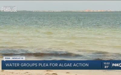 Water Groups Plea for Algae Action from Gov. DeSantis as More Blooms Appear in SWFL Waterways