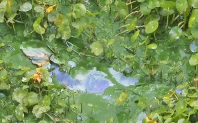 Demand for Action on Blue-Green Algae & Cyanotoxins Increases