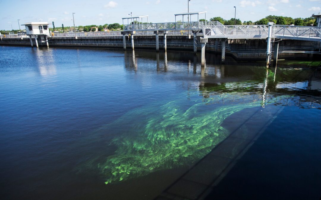blue-green algae in water column_NEWS-PRESS