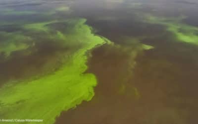 Can Algae Toxins Make you Sick? CDC Seeks South Florida Volunteers to Find Out