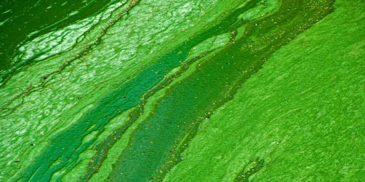 green algae_ABC7