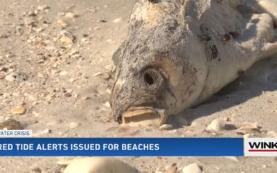 Red Tide Reported at Multiple Lee County Beaches