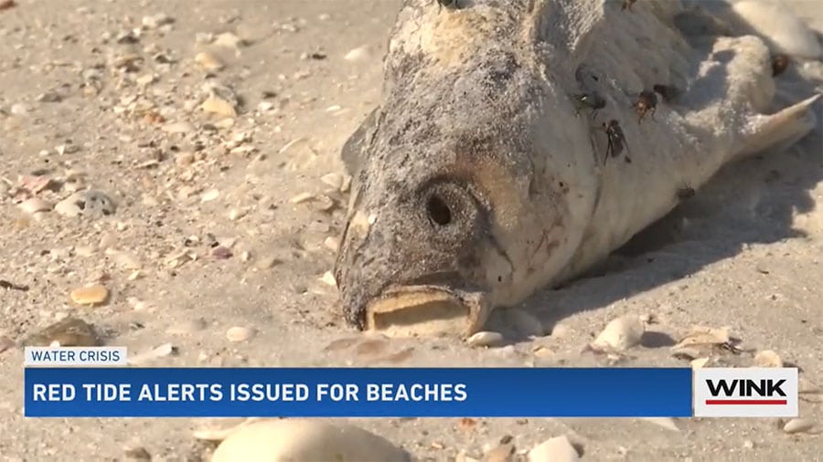 Red Tide Reported at Multiple Lee County Beaches