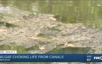 Matlacha Residents Concerned Over Growing Algal Blooms in Canals