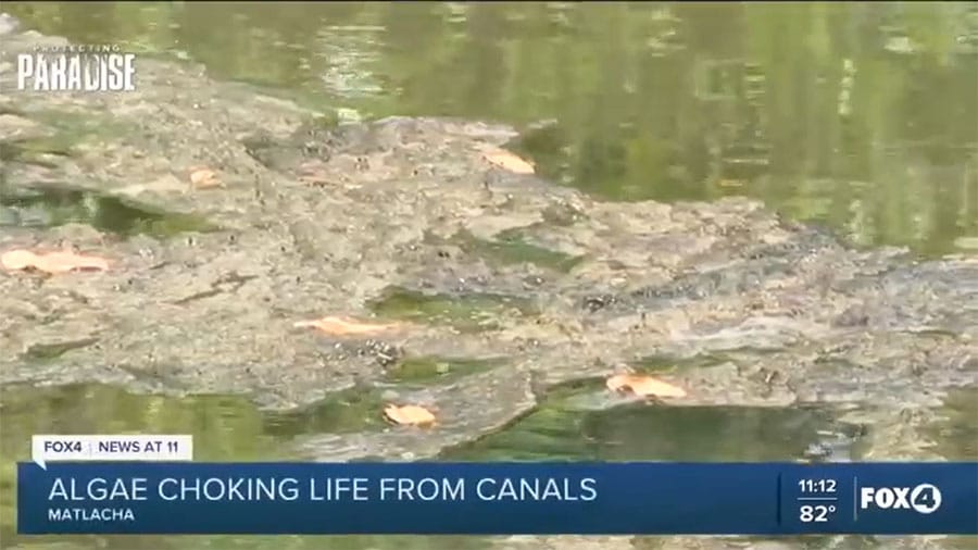 Matlacha Residents Concerned Over Growing Algal Blooms in Canals