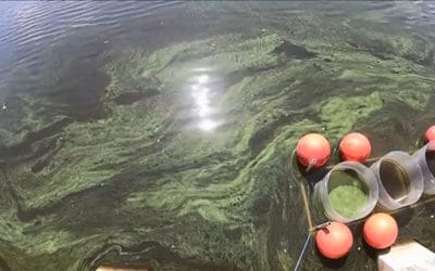 DeSantis Briefed on Blue-Green Algae Treatment Used on Caloosahatchee