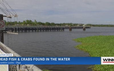 Worries About Algae Treatment After Dead Fish and Crabs Found near Franklin Lock