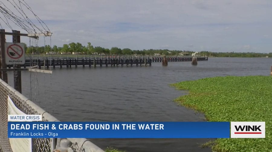 Worries About Algae Treatment After Dead Fish and Crabs Found near Franklin Lock