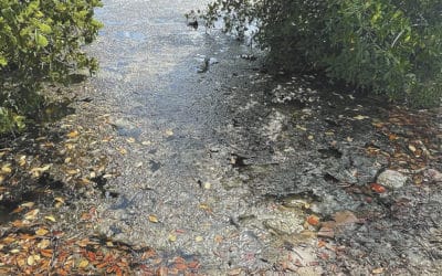 Toxic Algae Poisoning Diagnosed in Matlacha