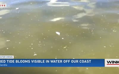 Red Tide Bloom Apparent off of Placida in Charlotte County