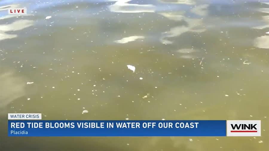 Red Tide Bloom Apparent off of Placida in Charlotte County