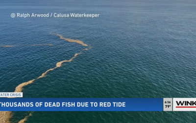 Red Tide Sticking Around Longer Could Cause More Damage