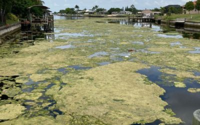 Algae found floating in Cape Coral canals