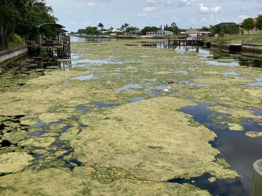 Algae found floating in Cape Coral canals