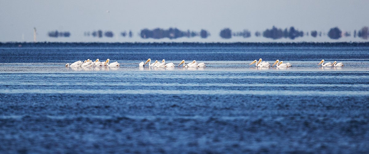 pelicans