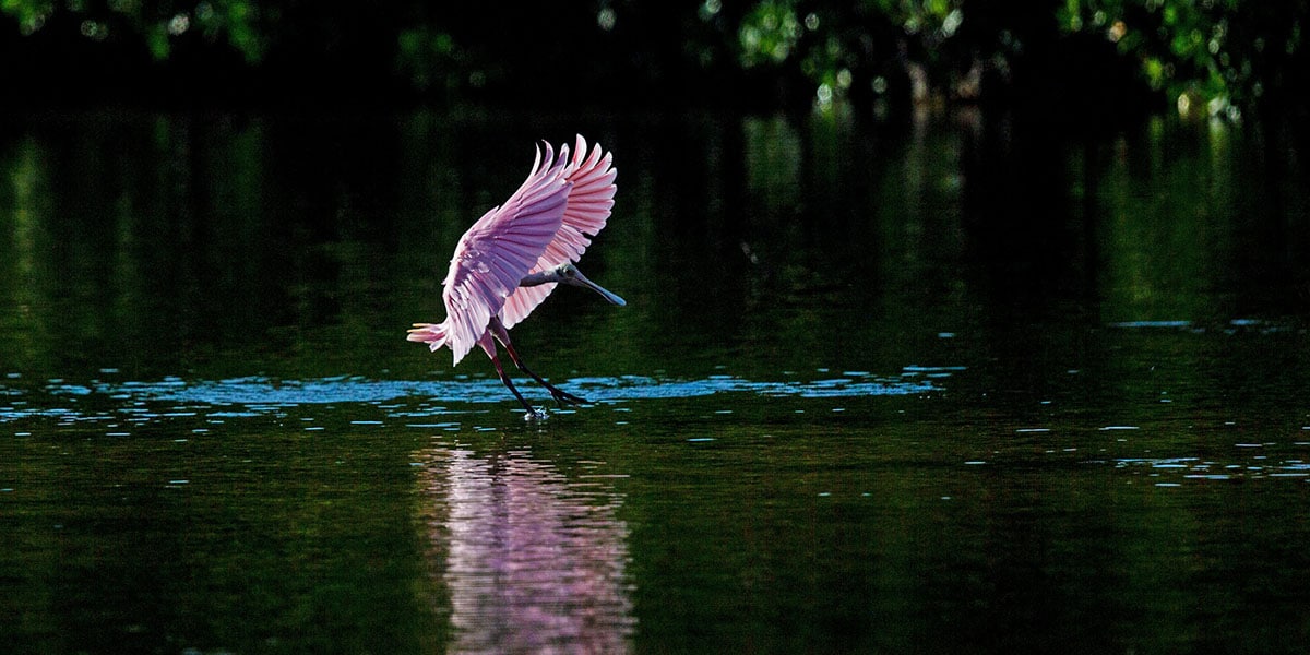 spoonbills