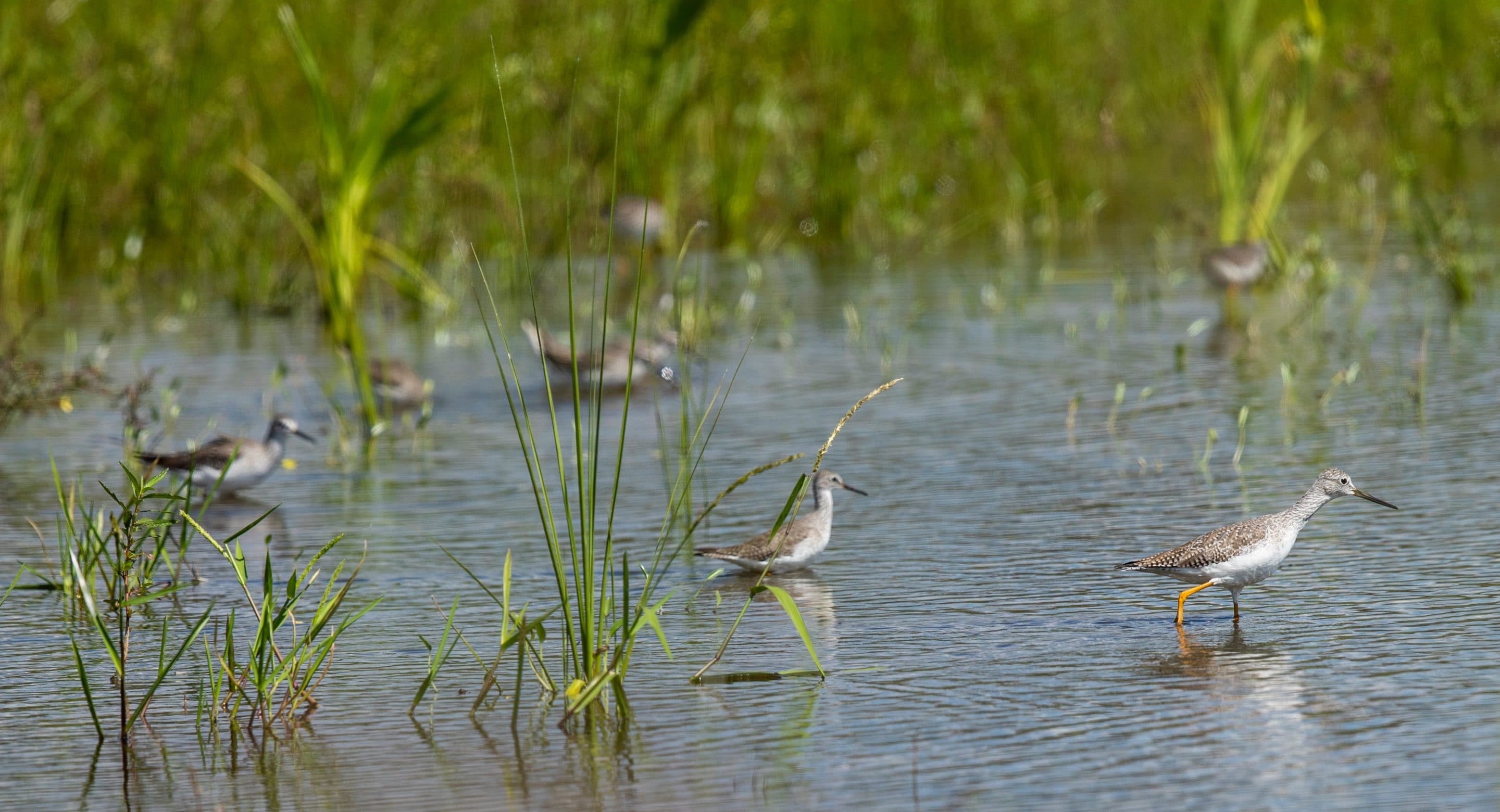 birds in the marsh