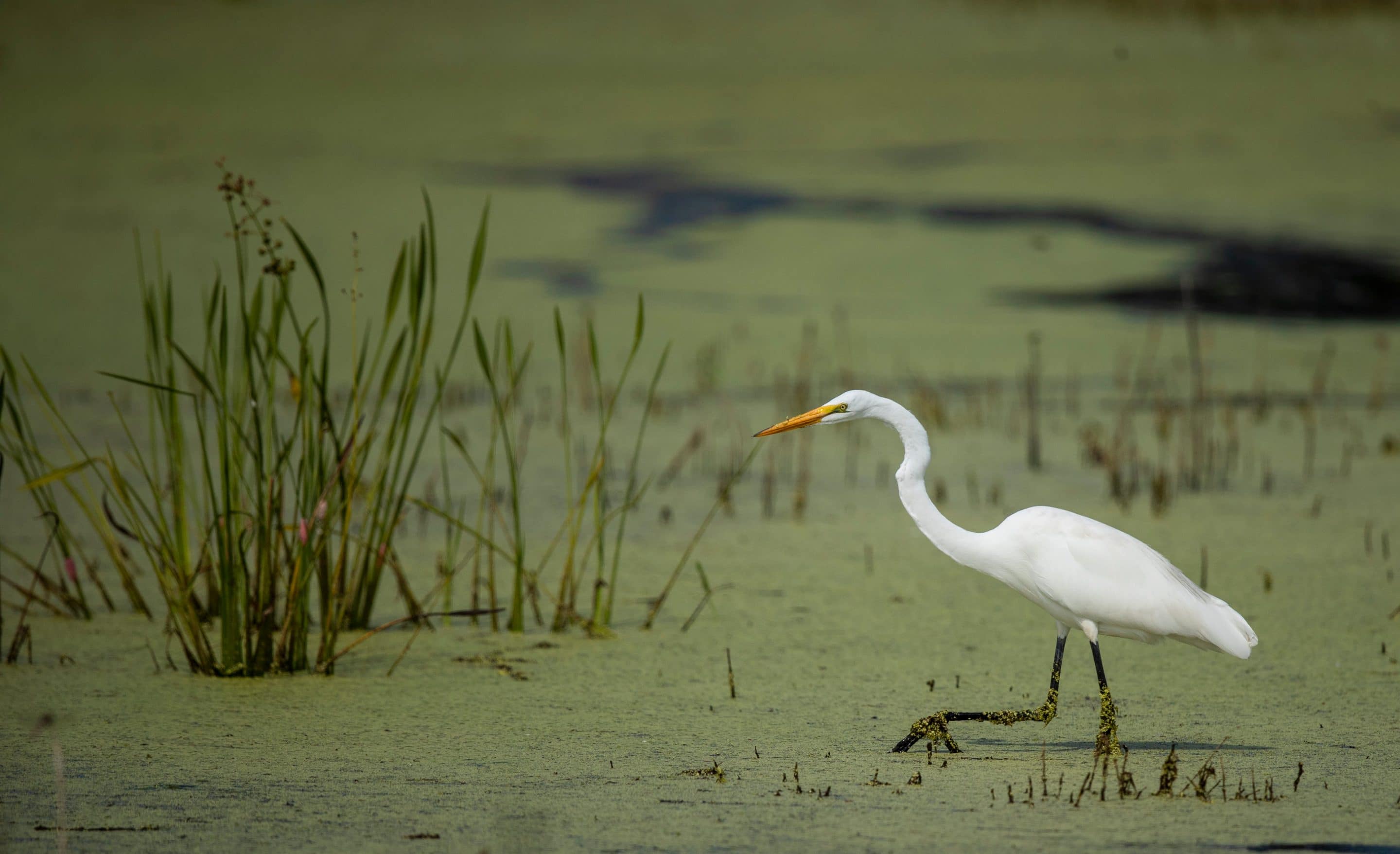 egret in the muck